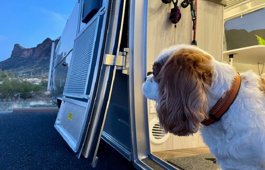 A Pet-Friendly RV Camping Guide